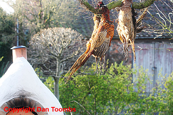pheasants hanging from tree.